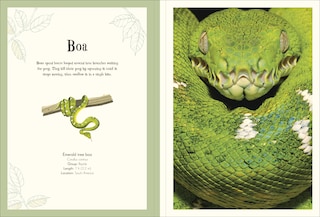 Sample content_An Anthology of Intriguing Animals Poster Book