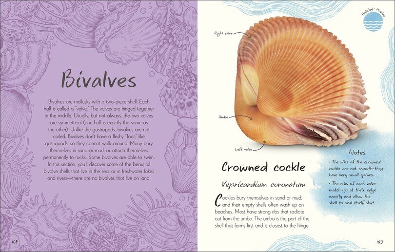 Sample content 4_An Anthology of Shells