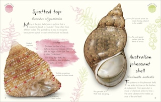Sample content 5_An Anthology of Shells
