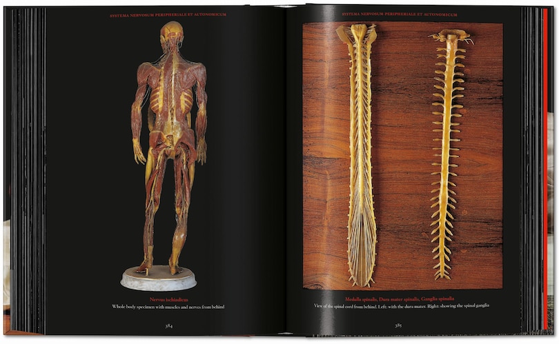 Aper&ccedil;u du contenu 2_Anatomical Waxes. 45th Ed.