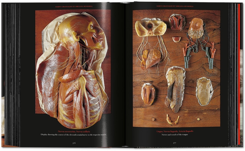 Aper&ccedil;u du contenu 3_Anatomical Waxes. 45th Ed.