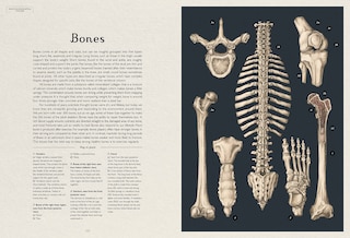 Sample content 4_Anatomicum