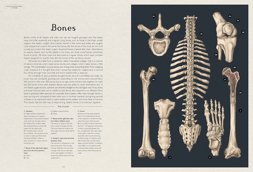 Sample content 4_Anatomicum