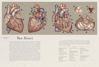 Sample content 5_Anatomicum