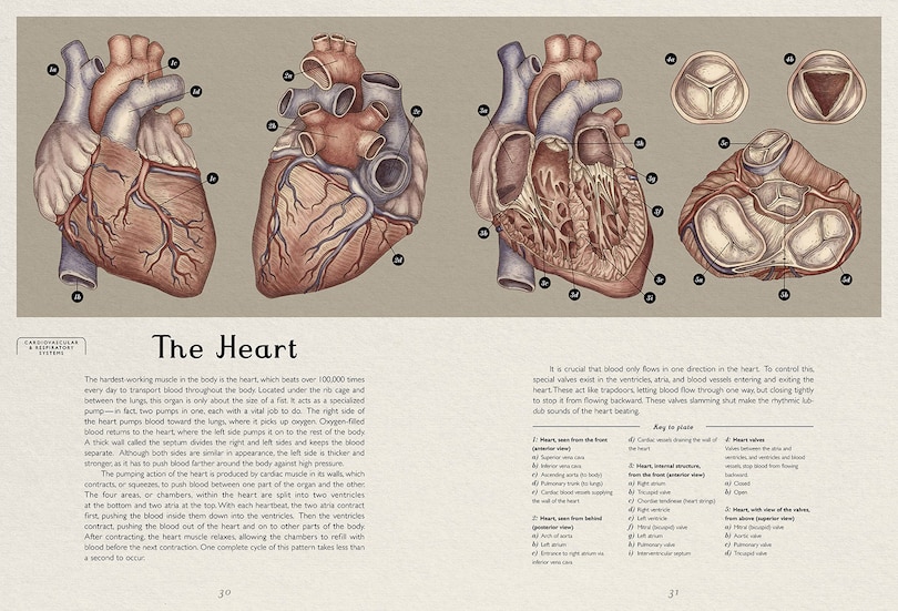 Sample content 5_Anatomicum