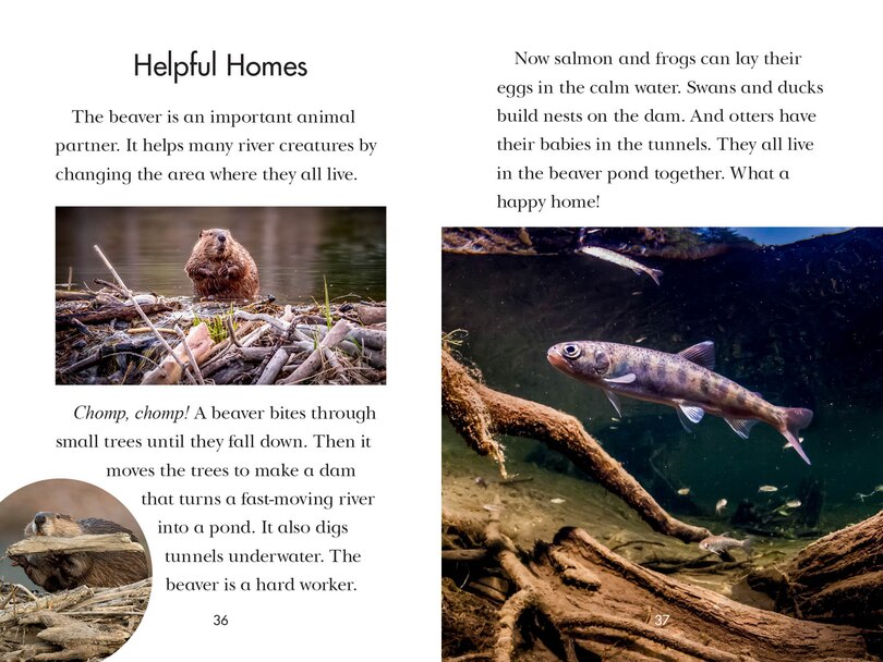 Sample content_Animal Allies