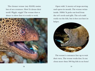 Sample content 3_Animal Allies