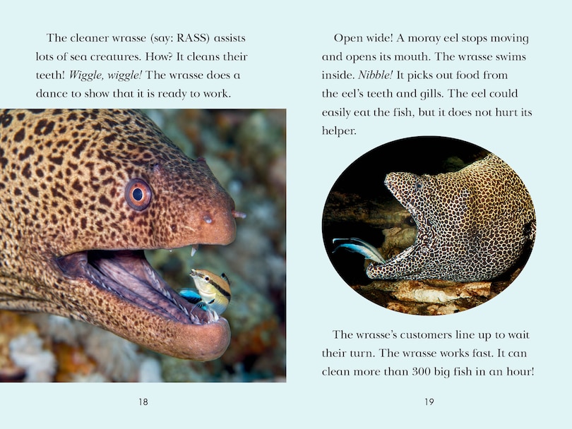 Sample content 3_Animal Allies