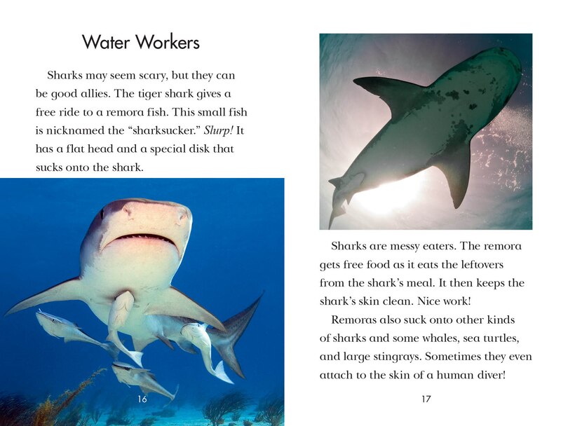 Sample content 4_Animal Allies