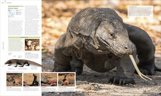 Sample content 2_Animal