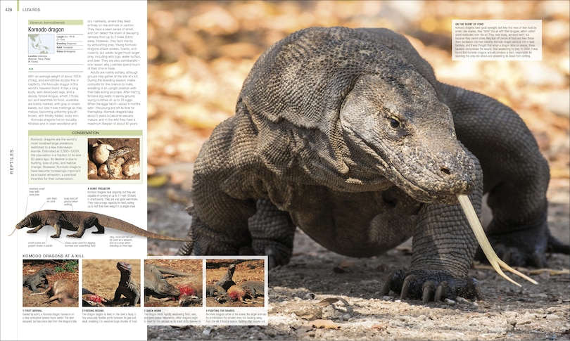 Sample content 2_Animal