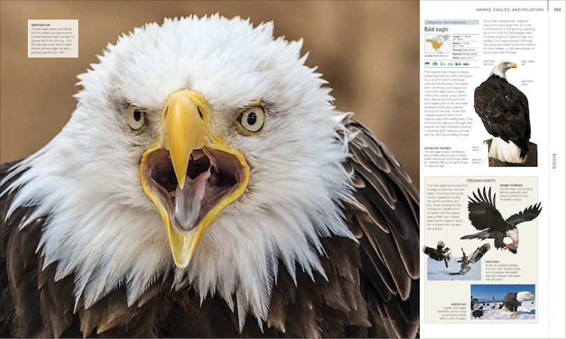 Sample content 3_Animal