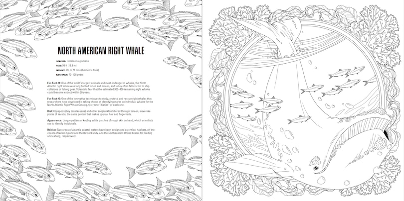 Aperçu du contenu 2_Animals: A Smithsonian Coloring Book Box Set