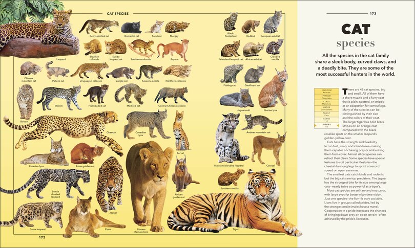 Animals A Visual Compendium: An Incredible Guide To The Animal Kingdom ...