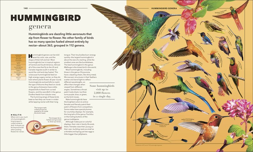 Animals A Visual Compendium: An Incredible Guide To The Animal Kingdom ...