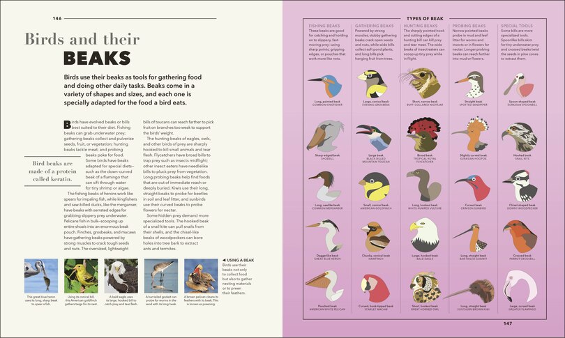 Animals A Visual Compendium: An Incredible Guide To The Animal Kingdom ...