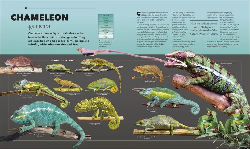Animals A Visual Compendium: An Incredible Guide To The Animal Kingdom ...