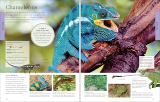 Aper&ccedil;u du contenu_Animals A Visual Encyclopedia