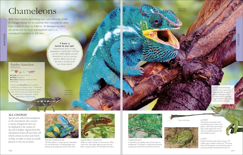 Aper&ccedil;u du contenu_Animals A Visual Encyclopedia