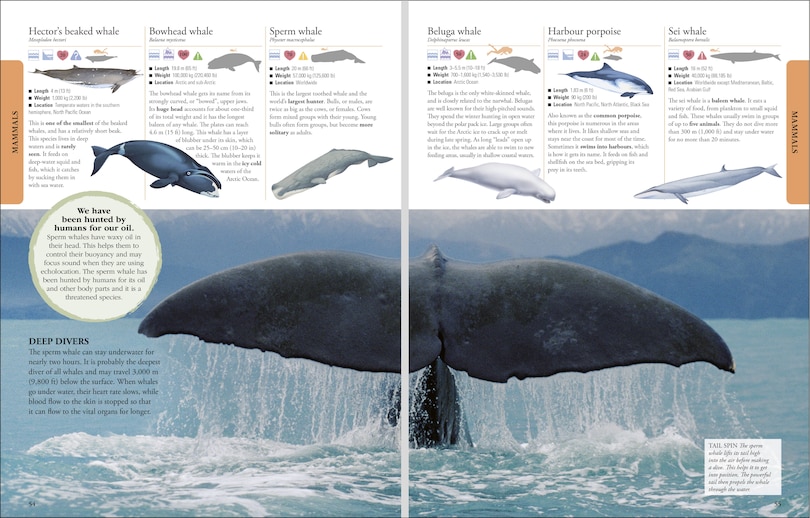 Aper&ccedil;u du contenu 2_Animals A Visual Encyclopedia