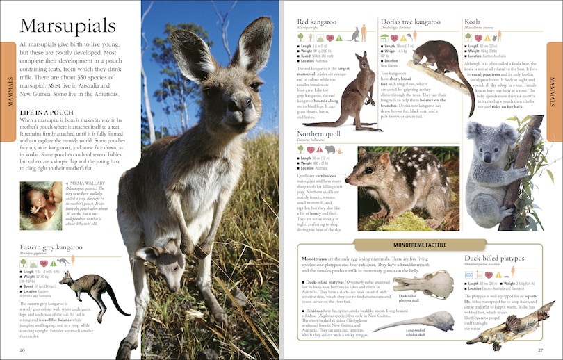 Aper&ccedil;u du contenu 3_Animals A Visual Encyclopedia