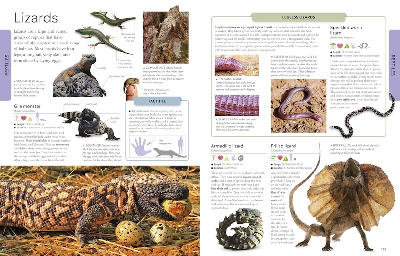 Sample content_Animals A Visual Encyclopedia