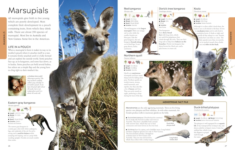 Sample content 3_Animals A Visual Encyclopedia