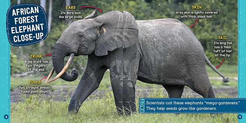 Aperçu du contenu_Animals at Risk (Wild World: Top 10)