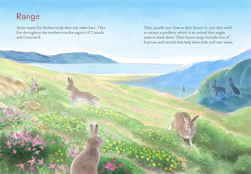 Aper&ccedil;u du contenu 2_Animals Illustrated: Arctic Hare