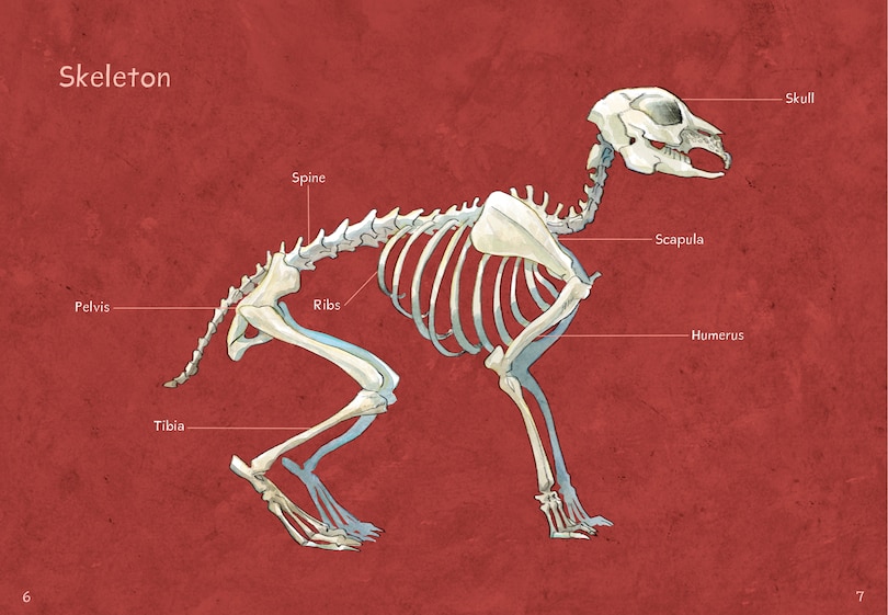 Aper&ccedil;u du contenu 3_Animals Illustrated: Arctic Hare