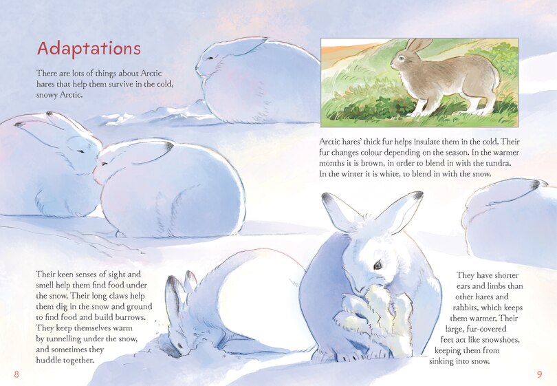 Aper&ccedil;u du contenu 4_Animals Illustrated: Arctic Hare