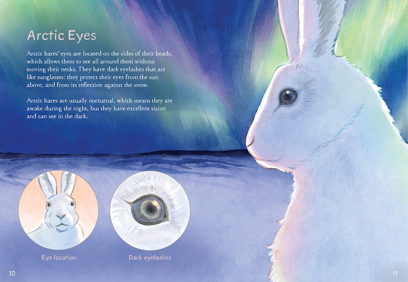 Aper&ccedil;u du contenu 5_Animals Illustrated: Arctic Hare