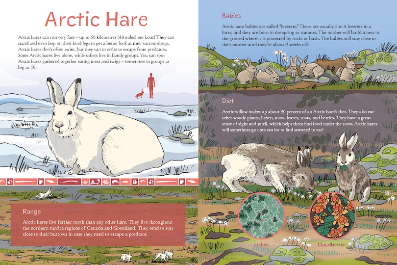 Sample content 4_Animals Illustrated: Arctic Land Mammals