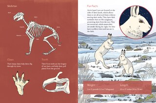 Sample content 5_Animals Illustrated: Arctic Land Mammals