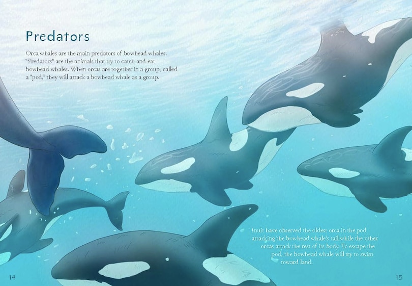 Sample content 3_Animals Illustrated: Bowhead Whale