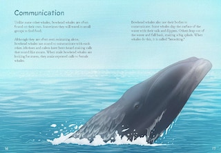Sample content 4_Animals Illustrated: Bowhead Whale