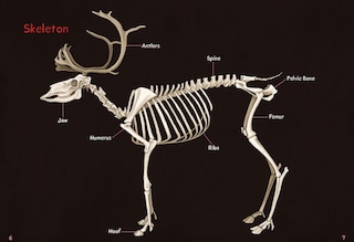 Sample content_Animals Illustrated: Caribou