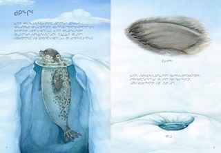 Sample content 2_Animals Illustrated: Ringed Seal