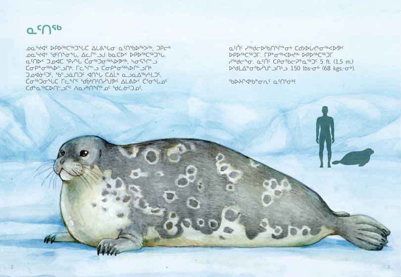 Sample content 4_Animals Illustrated: Ringed Seal