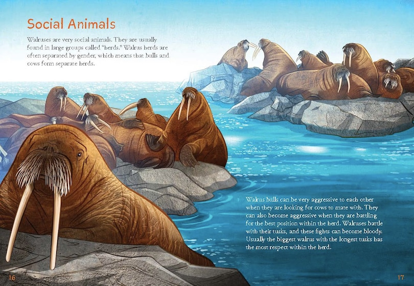 Sample content_Animals Illustrated: Walrus