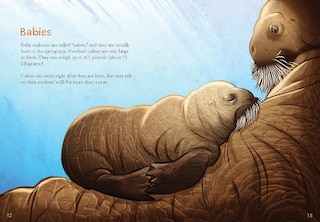 Sample content 2_Animals Illustrated: Walrus