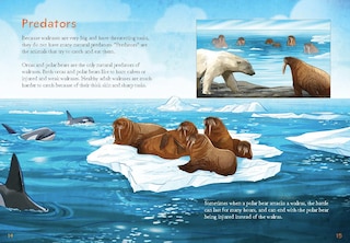 Sample content 3_Animals Illustrated: Walrus