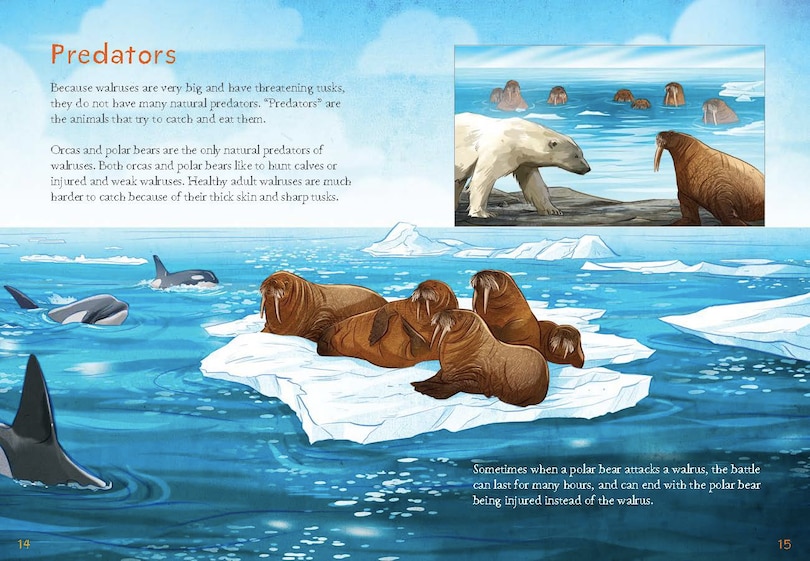 Sample content 3_Animals Illustrated: Walrus