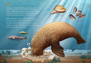 Sample content 4_Animals Illustrated: Walrus