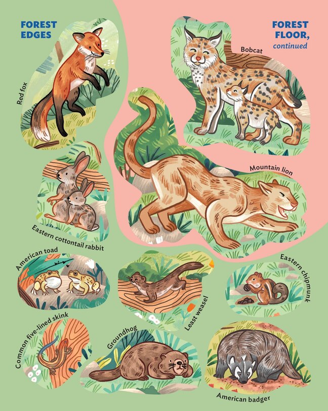 Aperçu du contenu 2_Animals of the Forest Sticker Poster