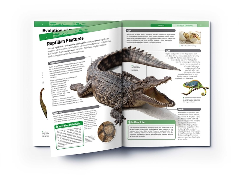 Aper&ccedil;u du contenu 3_Animals: Reptiles and Amphibians