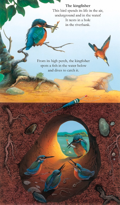 Sample content_Animals Underground