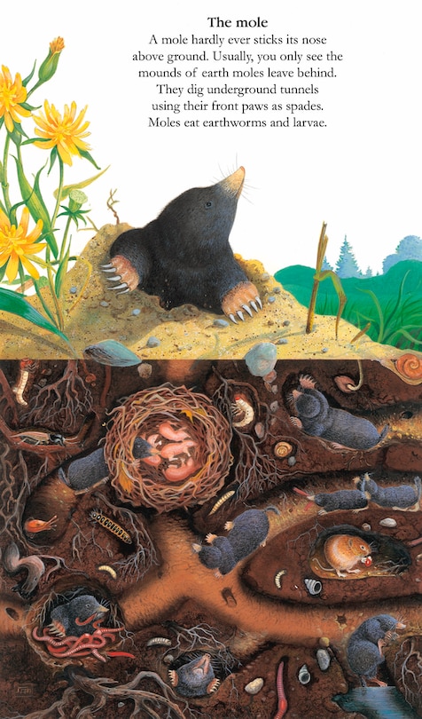 Sample content 2_Animals Underground