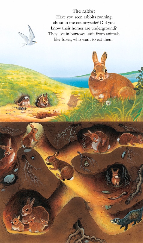 Sample content 3_Animals Underground