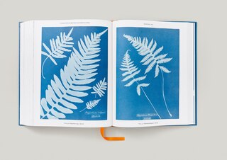 Sample content_Anna Atkins. Cyanotypes